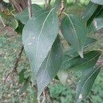 Attēlu rezultāti vaicājumam “Populus simonii leaf”