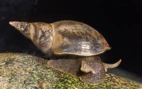 Attēlu rezultāti vaicājumam “Lymnaea stagnalis”