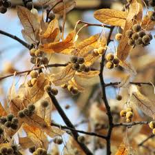 Attēlu rezultāti vaicājumam “Tilia tomentosa fruit”