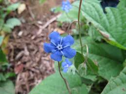 Image result for Omphalodes verna