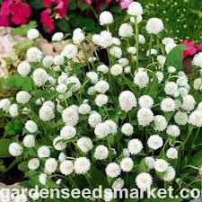 Image result for Kugelamarant