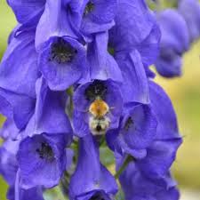 Image result for Eisenhut