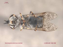 Attēlu rezultāti vaicājumam “Haematopota sp.”