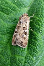 Attēlu rezultāti vaicājumam “Agrotis ripae”