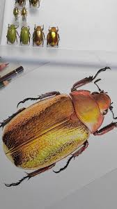 Attēlu rezultāti vaicājumam “Oiceoptoma thoracicum”