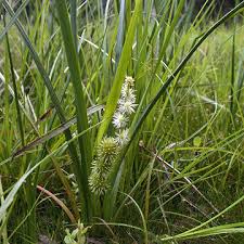 Attēlu rezultāti vaicājumam “Sparganiaceae”