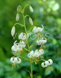 Image result for Lilium martagon Alba