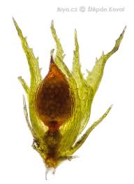 Attēlu rezultāti vaicājumam “Ephemerum serratum”