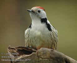 Attēlu rezultāti vaicājumam “Dendrocopos medius”