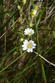 Attēlu rezultāti vaicājumam “Cerastium arvense flower”