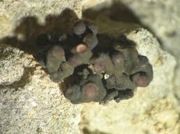 Attēlu rezultāti vaicājumam “Collema flaccidum”