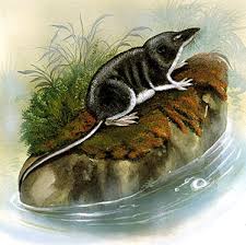 Attēlu rezultāti vaicājumam “Insectivora”