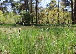 Attēlu rezultāti vaicājumam “Carex hartmanii”