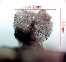 Attēlu rezultāti vaicājumam “Lamproderma pseudomaculatum”