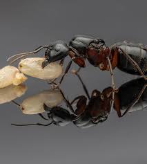 Attēlu rezultāti vaicājumam “Camponotus herculeanus”