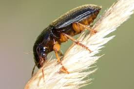 Attēlu rezultāti vaicājumam “Pseudoophonus rufipes”