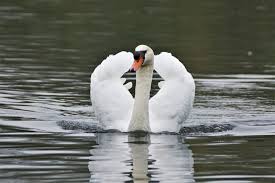 Attēlu rezultāti vaicājumam “Cygnus olor adult”
