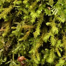 Attēlu rezultāti vaicājumam “Anomodon longifolius”