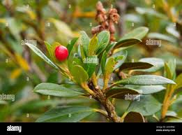 Attēlu rezultāti vaicājumam “Exobasidium splendidum”