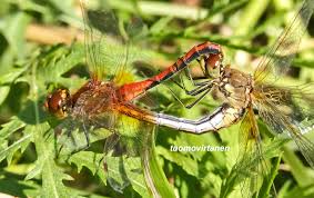 Attēlu rezultāti vaicājumam “Sympetrum flaveolum”