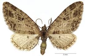 Attēlu rezultāti vaicājumam “Eupithecia exiguata”