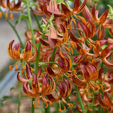 Image result for Lilium martagon `Arabian Night`