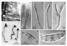 Attēlu rezultāti vaicājumam “Leotia lubrica”