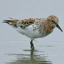 Image result for Calidris ruficollis