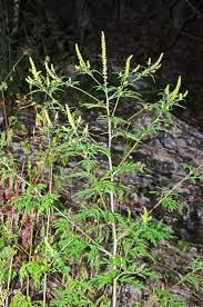 Attēlu rezultāti vaicājumam “Ambrosia artemisiifolia”