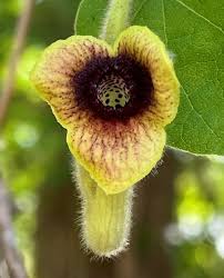 Attēlu rezultāti vaicājumam “Aristolochia durior flower”