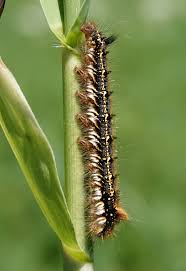 Attēlu rezultāti vaicājumam “Euthrix potatoria larva”
