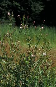 Attēlu rezultāti vaicājumam “Epilobium parviflorum”
