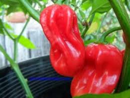 Afbeeldingsresultaat voor Szegedi 80 hot pepper