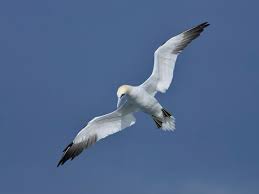 Image result for Morus bassanus