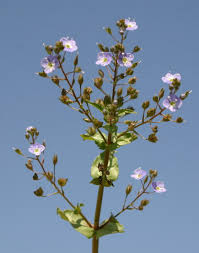 Attēlu rezultāti vaicājumam “Veronica anagallis-aquatica fruit”
