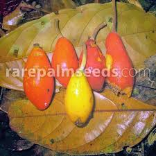 Attēlu rezultāti vaicājumam “Galium schultesii fruit”