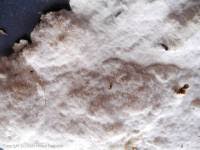 Attēlu rezultāti vaicājumam “Cinereomyces lindbladii”