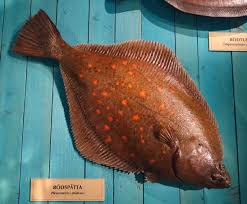 Image result for Pleuronectes platessa