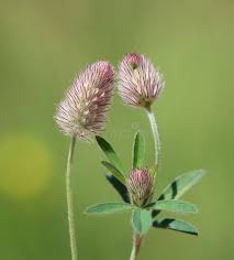 Attēlu rezultāti vaicājumam “Trifolium arvense”