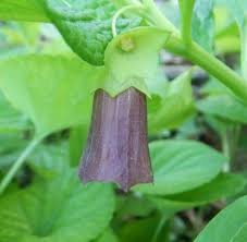 Attēlu rezultāti vaicājumam “Scopolia carniolica flower”