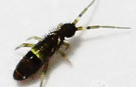 Attēlu rezultāti vaicājumam “Orchesella sp.”