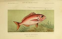 Image result for Pagellus bogaraveo