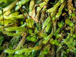 Attēlu rezultāti vaicājumam “Hygrohypnum luridum sporophyte”
