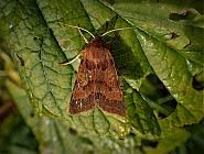 Attēlu rezultāti vaicājumam “Agrochola helvola”