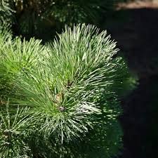 Attēlu rezultāti vaicājumam “Pinus nigra fruit”