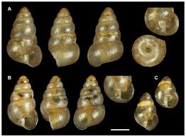 Attēlu rezultāti vaicājumam “Rhynchostegiella tenella macro”