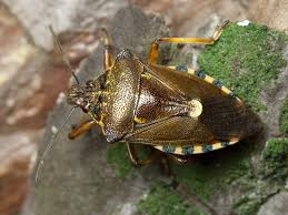 Attēlu rezultāti vaicājumam “Pinthaeus sanguinipes”