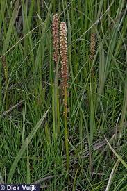 Attēlu rezultāti vaicājumam “Triglochin maritimum fruit”