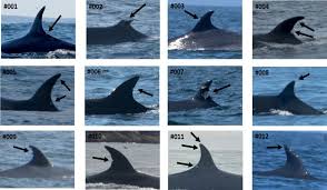 Image result for Balaenoptera borealis