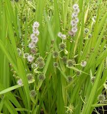 Attēlu rezultāti vaicājumam “Sparganium erectum aggr. leaf”